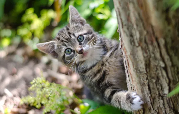 Picture trees, nature, kitty, bokeh