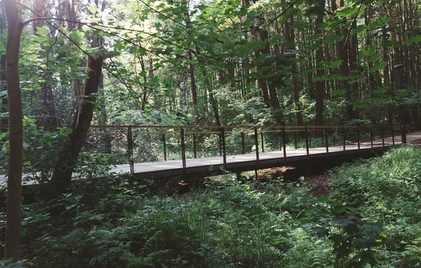 Forest, trees, nature, Russia, the bridge, Artem