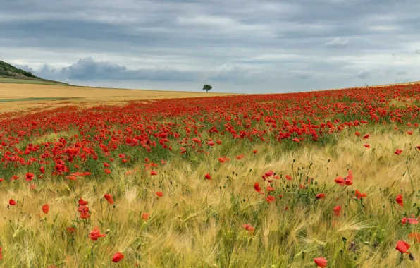 Field, summer, Maki