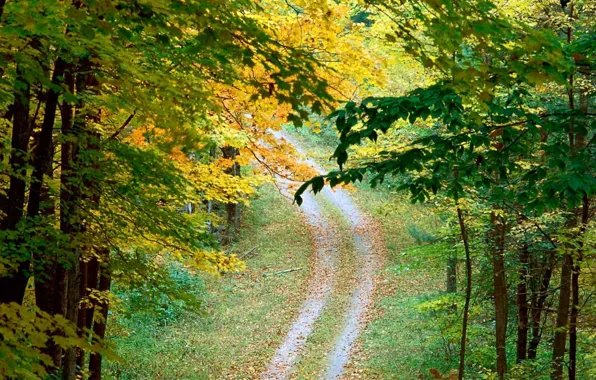 Road, autumn, trees, Leaves