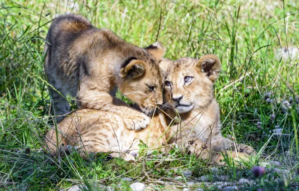 Friendship, kids, the cubs