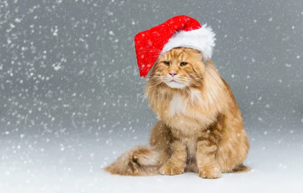 Picture winter, cat, cat, look, snow, new year, Christmas, red