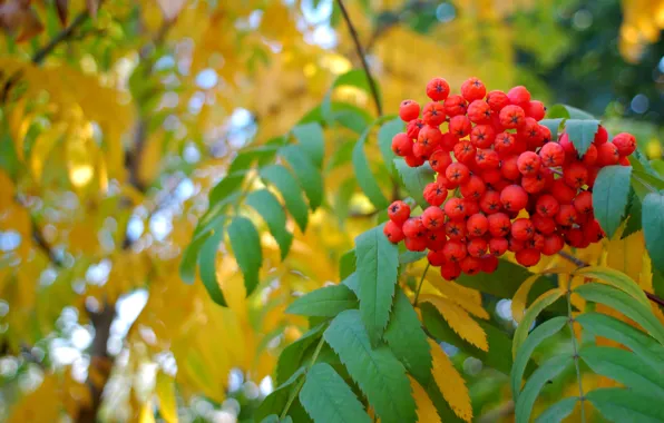 Picture yellow leaves, Autumn, berry, Rowan