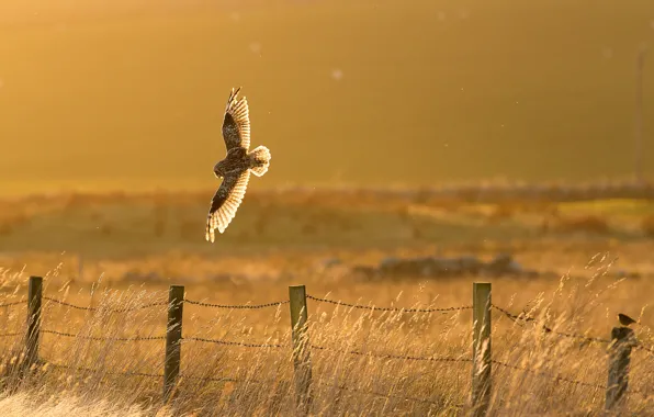 Picture bird, fence, owl, countryside, sunny, hunting