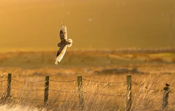 Bird, fence, owl, countryside, sunny, hunting