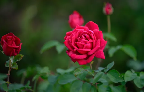 Picture leaves, bright, roses, garden, pink, buds, the bushes, green background