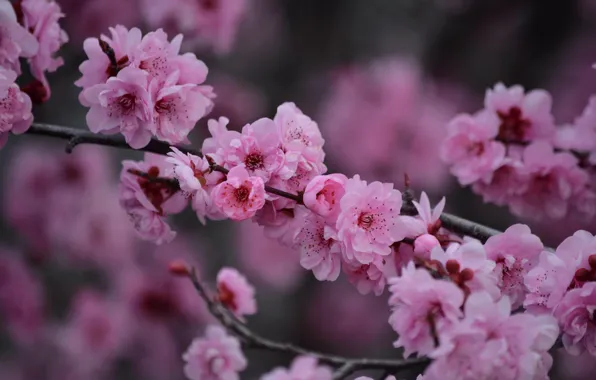 Macro, flowers, branches, cherry, spring, Sakura, flowering