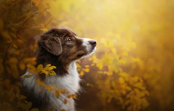 Picture autumn, face, branches, portrait, dog, profile, Australian shepherd, Aussie