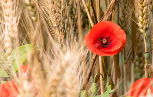 Flower, flowers, ear, Mac, rye, Maki, spikelets, ears