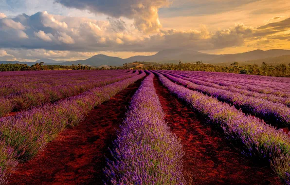 Summer, clouds, flowers, mountains, the ranks, lavender, paths, plantation