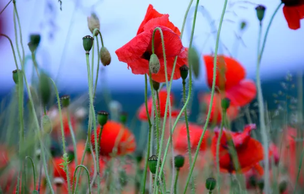 Summer, the sky, flowers, red, Mac, Maki, stem, blue background