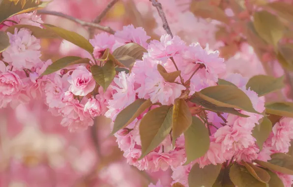 Leaves, flowers, branches, spring, Sakura, pink, flowering, flowering tree
