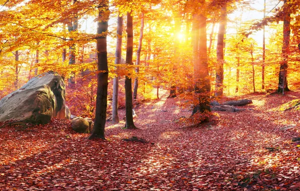 Nature, Autumn, Trees, Leaves, Stones, Ukraine, Forest, Carpathians