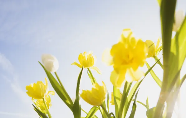 The sky, light, flowers
