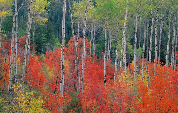 Picture autumn, forest, leaves, trees, birch, aspen, the crimson