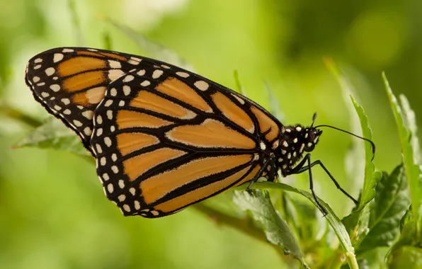 Picture butterfly, wings, insect, color