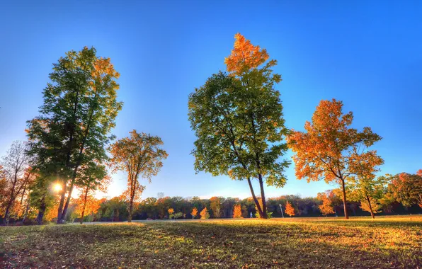 Autumn, the sky, grass, rays, trees, sunset