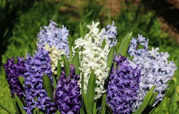 Macro, bouquet, hyacinths