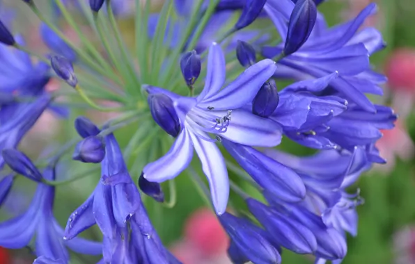 Picture Macro, agapanthus, Blue flowers, Blue flowers, Agapanthus