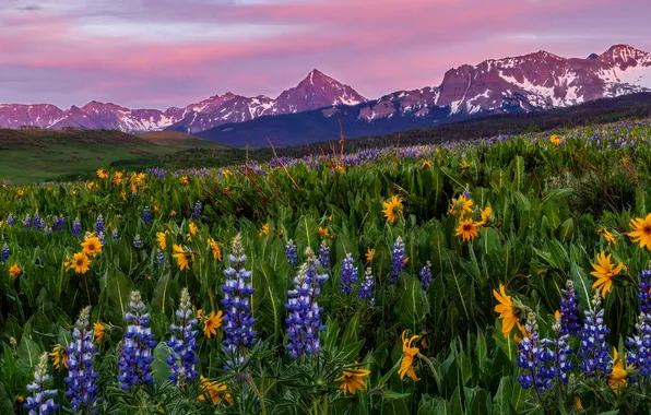 Summer, flowers, mountains, yellow, meadow, field, lilac, lupins