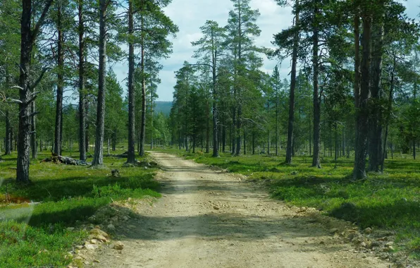 Picture road, forest, Finland, Inari