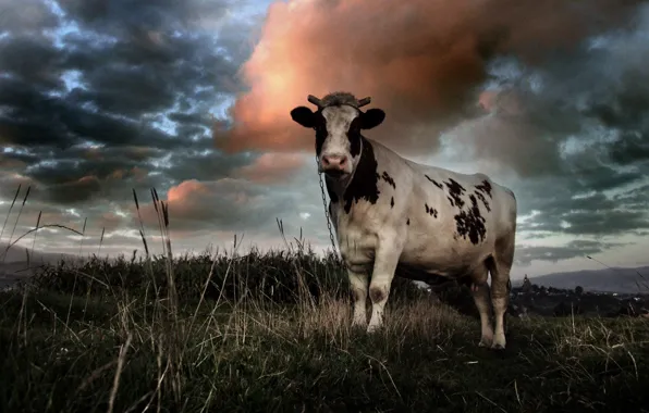 Picture field, clouds, cow