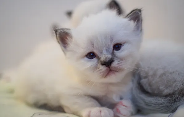 Cat, white, look, cats, kitty, portrait, baby, kittens