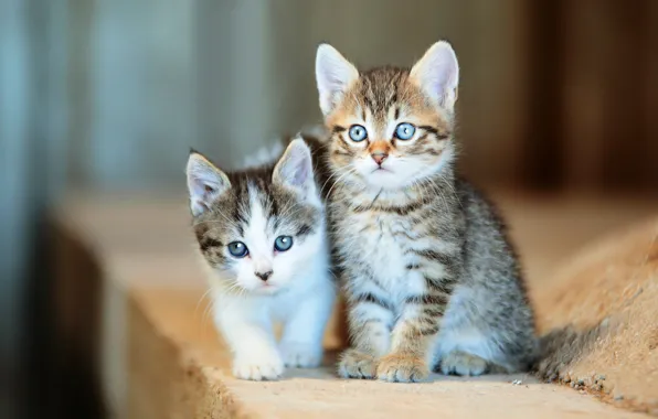 Look, kitty, grey, background, small, kittens, kitty, kids