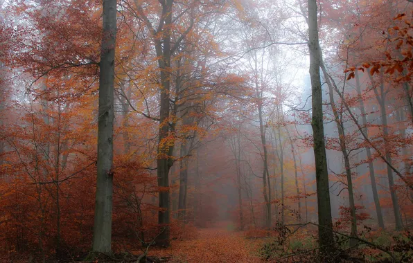 Autumn, forest, trees, branches, fog, Park, trunks, foliage