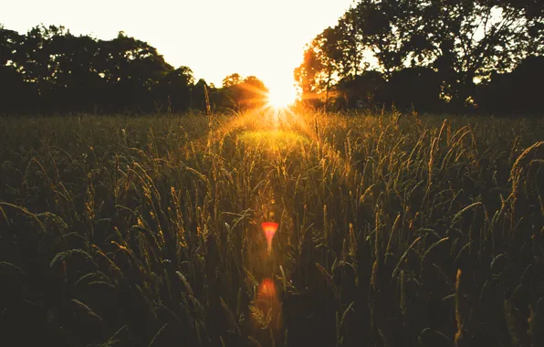 Picture field, the sun, trees, sunset, spikelets