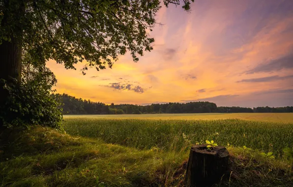 Field, forest, summer, the sky, grass, clouds, sunset, tree