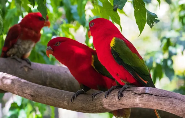 Leaves, birds, branches, tree, parrot, red, parrots, a couple