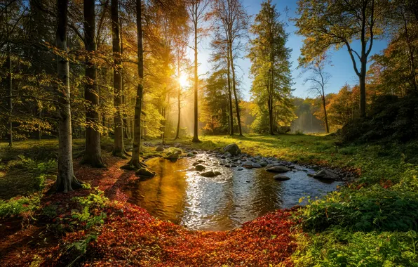 Forest, summer, nature, art