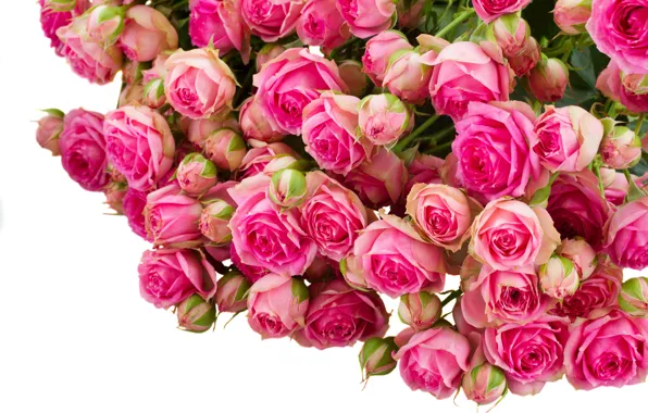 Picture photo, Flowers, Pink, Roses, A lot