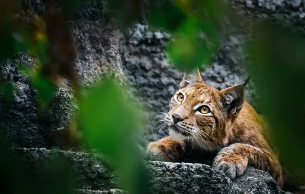 Picture look, predator, lynx