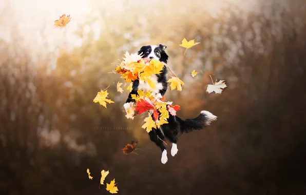 Picture autumn, leaves, dog