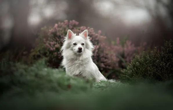 Picture dog, bokeh, Heather