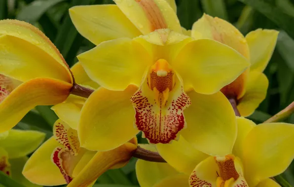 Picture macro, petals, orchids, exotic, yellow, Cymbidium