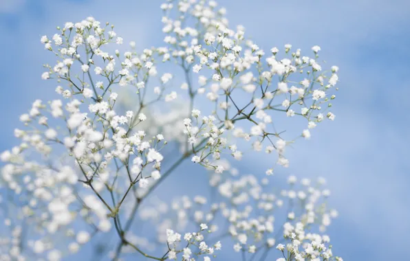 Flowers, tenderness, picture, blue background, bokeh, gypsophila, white flowers