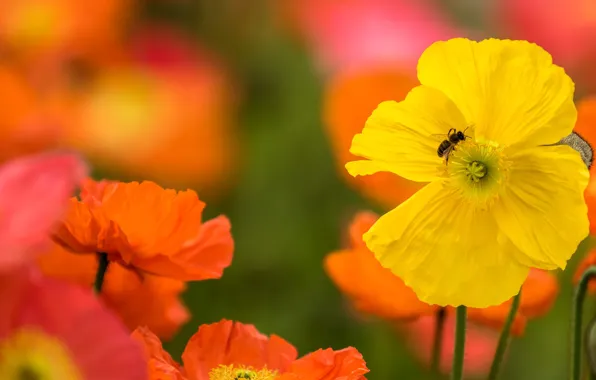 Flowers, bee, Maki, yellow, orange