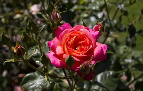 Flower, leaves, light, flowers, pink, rose, roses, garden
