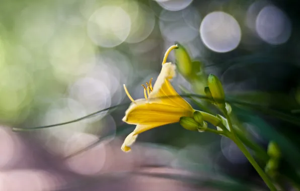 Flower, summer, macro, Lily, yellow, bokeh