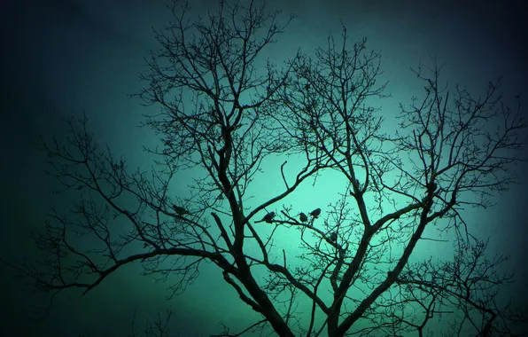 Picture the sky, birds, tree, silhouette