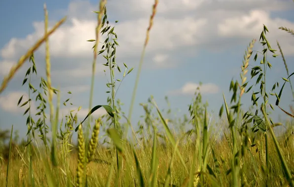 Greens, field, summer, grass, nature, spikelets