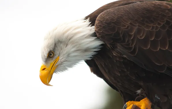 Picture eye, wildlife, bald eagle, beak, hunting