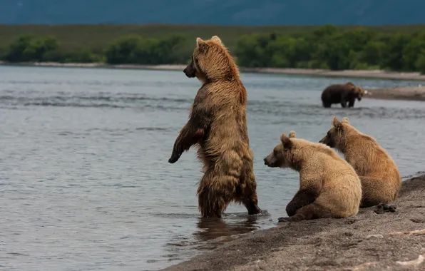 Shore, bears, Kamchatka, Kuril lake