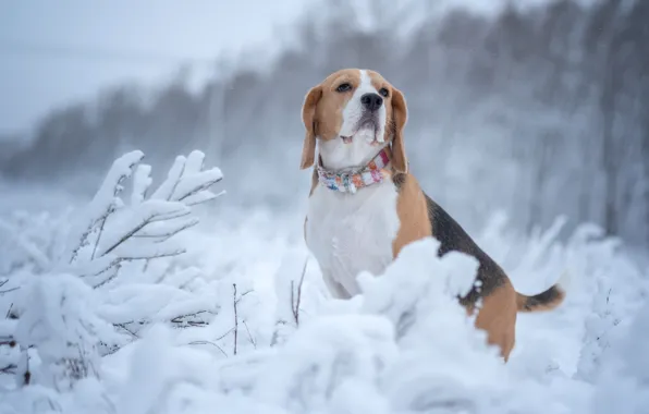 Winter, snow, dog, Beagle