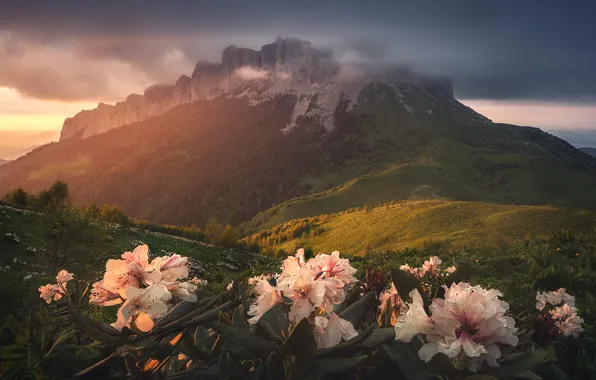 Greens, flowers, mountains, fog, stones