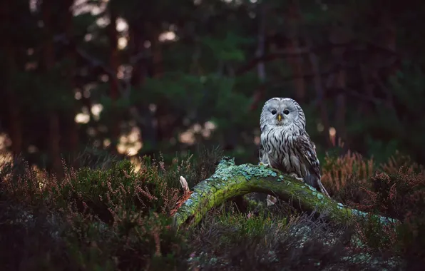 Forest, look, branches, green, glare, the dark background, background, owl