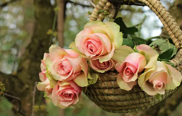 Summer, leaves, trees, flowers, branches, nature, background, rose